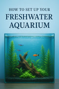 How to Set Up a Fish Tank