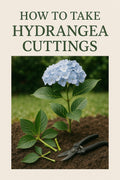 How to Propagate Hydrangeas